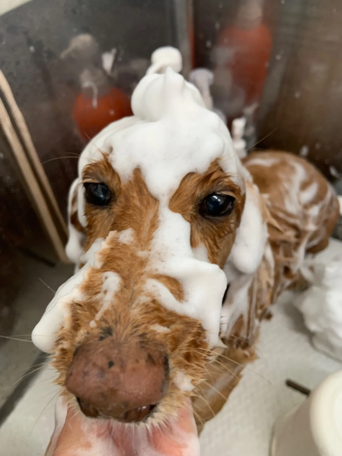 🫧泡パック🫧