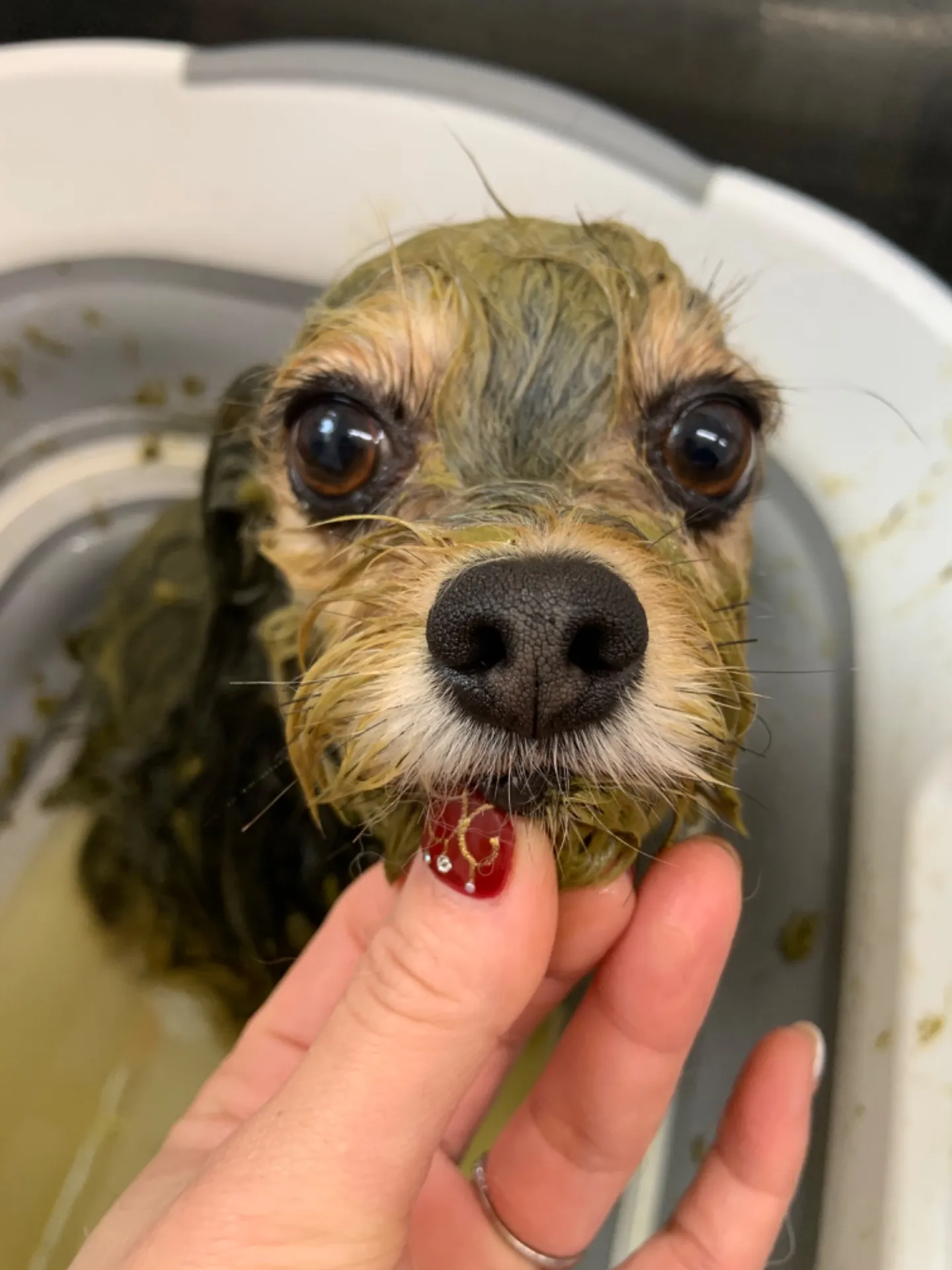 ハーブパック🌿